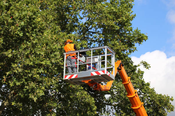 Residential Tree Removal in Westmont, CA